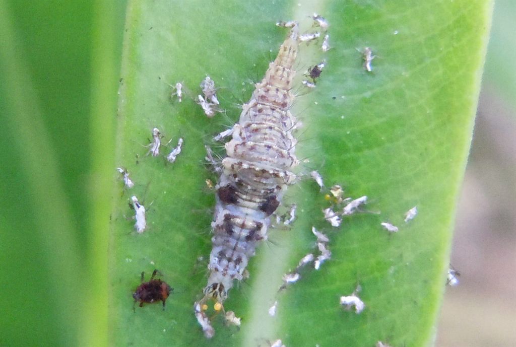 Chrysopidae: larva e uova